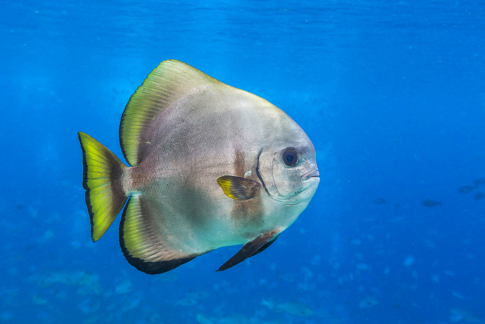 An adult golden spadefish (Platax boersii), off Sauwaderek Village Reef, Raja Ampat, Indonesia, Southeast Asia, Asia