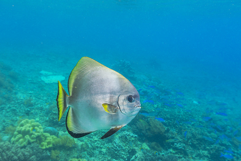 An adult golden spadefish (Platax boersii), off Sauwaderek Village Reef, Raja Ampat, Indonesia, Southeast Asia, Asia