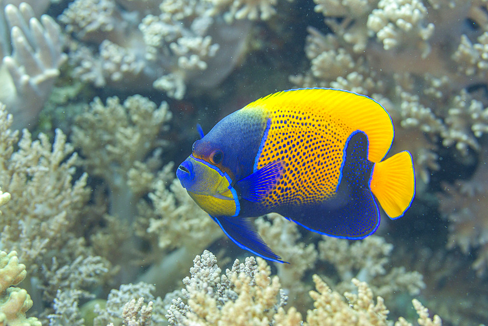 An adult blue girdle angelfish (Pomacanthus navarchus), off Bangka Island, off the northeastern tip of Sulawesi, Indonesia, Southeast Asia, Asia