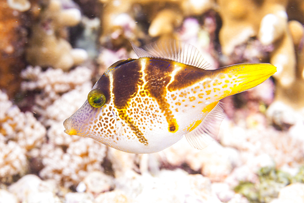 An adult mimic filefish (Paraluteres prionurus), off Bangka Island, near Manado, Sulawesi, Indonesia, Southeast Asia, Asia