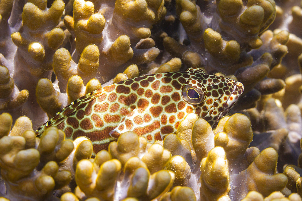 An adult honeycomb grouper (Epinephelus merra), off Bangka Island, near Manado, Sulawesi, Indonesia, Southeast Asia, Asia