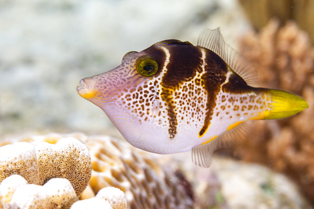 An adult mimic filefish (Paraluteres prionurus), off Bangka Island, near Manado, Sulawesi, Indonesia, Southeast Asia, Asia