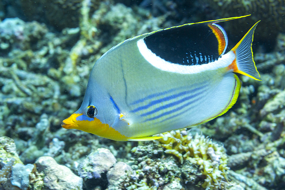 An adult saddle butterflyfish (Chaetodon ephippium), off Kri Island, Raja Ampat, Indonesia, Southeast Asia, Asia