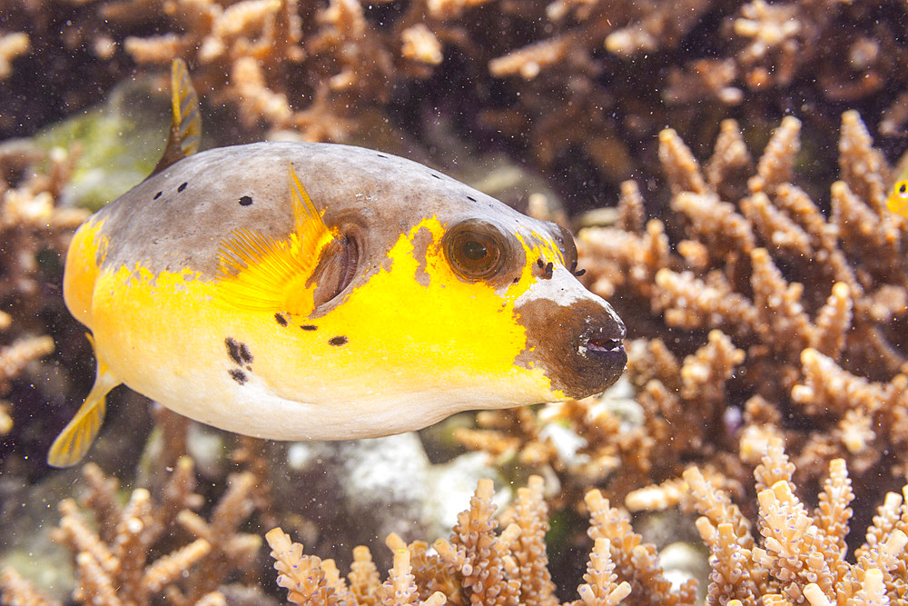 An adult blackspotted puffer (Arothron nigropunctatus), off Bangka Island, near Manado, Sulawesi, Indonesia, Southeast Asia, Asia