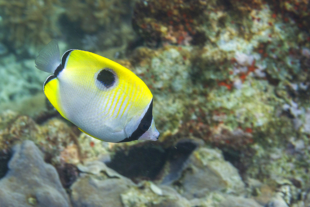 An adult teardrop butterflyfish (Chaetodon unimaculatus), off Bangka Island, near Manado, Sulawesi, Indonesia, Southeast Asia, Asia