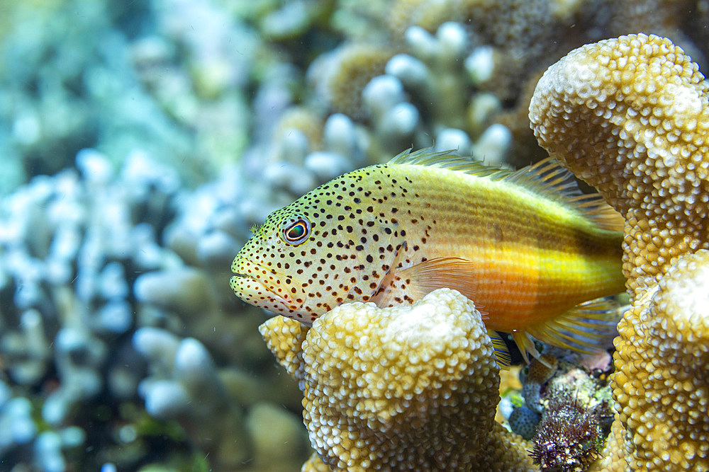 An adult freckled hawkfish (Paracirrhites forsteri), off Bangka Island, near Manado, Sulawesi, Indonesia, Southeast Asia, Asia