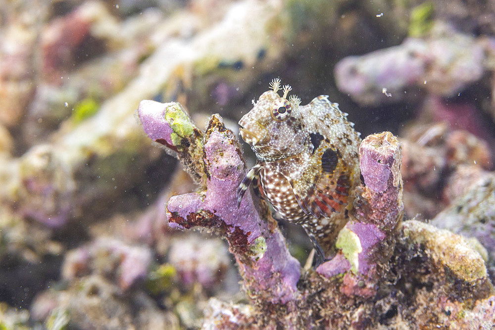 An adult jeweled blenny (Salarias fasciatus), off Bangka Island, near Manado, Sulawesi, Indonesia, Southeast Asia, Asia