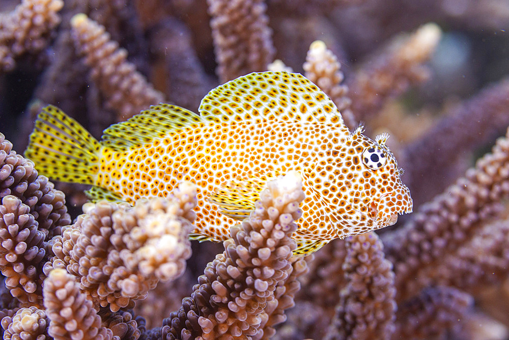 An adult leopard blenny (Exallias brevis), off Bangka Island, near Manado, Sulawesi, Indonesia, Southeast Asia, Asia