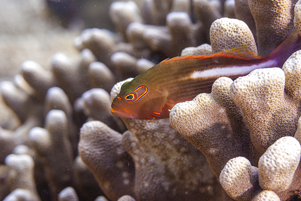 An adult arc-eye Hawkfish (Paracirrhites arcatus), off Bangka Island, near Manado, Sulawesi, Indonesia, Southeast Asia, Asia