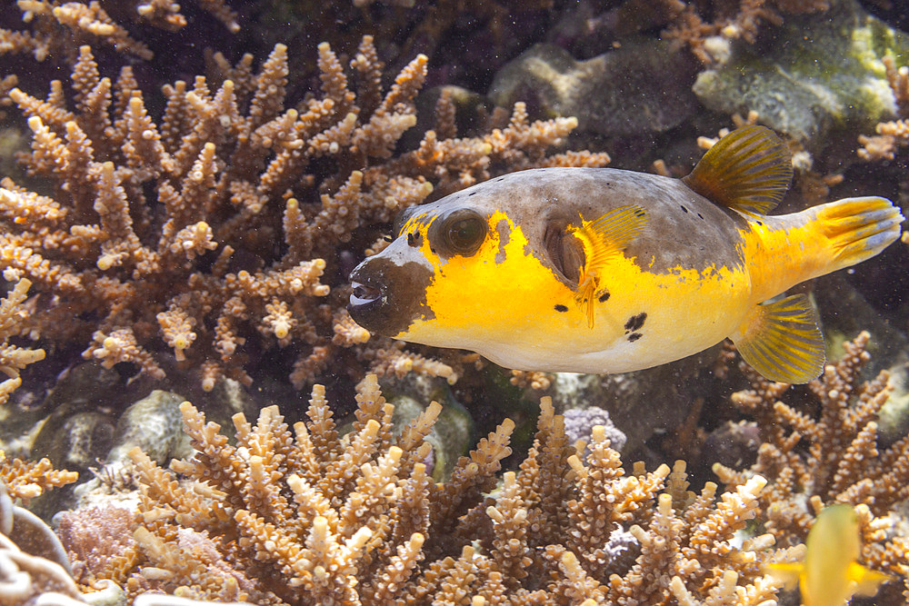 An adult blackspotted puffer (Arothron nigropunctatus), off Bangka Island, near Manado, Sulawesi, Indonesia, Southeast Asia, Asia