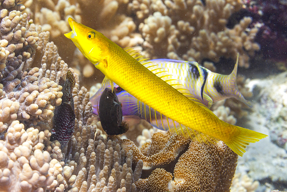 An adult cigar wrasse (Cheilio inermis), off Bangka Island, near Manado, Sulawesi, Indonesia, Southeast Asia, Asia