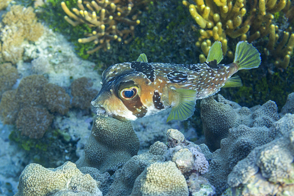 An adult blackblotched porcupinefish (Diodon liturosus), off Bangka Island, near Manado, Sulawesi, Indonesia, Southeast Asia, Asia