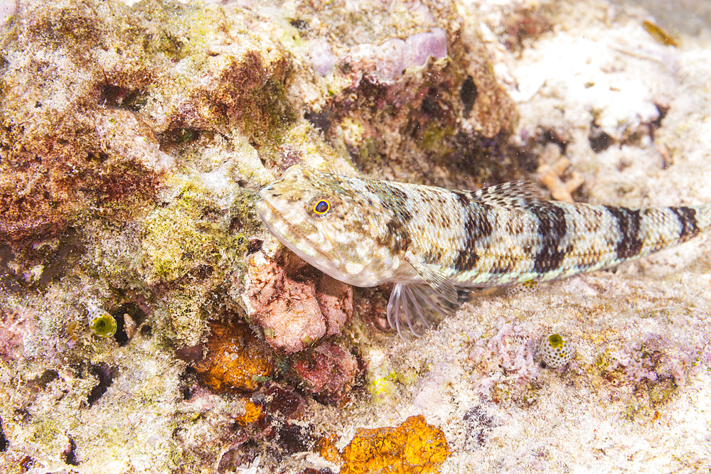 An adult variegated lizardfish (Synodus variegatus), off Bangka Island, near Manado, Sulawesi, Indonesia, Southeast Asia, Asia