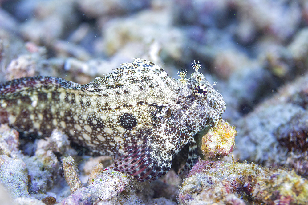 An adult jeweled blenny (Salarias fasciatus), off Bangka Island, near Manado, Sulawesi, Indonesia, Southeast Asia, Asia