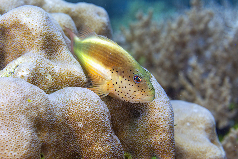 An adult freckled hawkfish (Paracirrhites forsteri), off Bangka Island, near Manado, Sulawesi, Indonesia, Southeast Asia, Asia