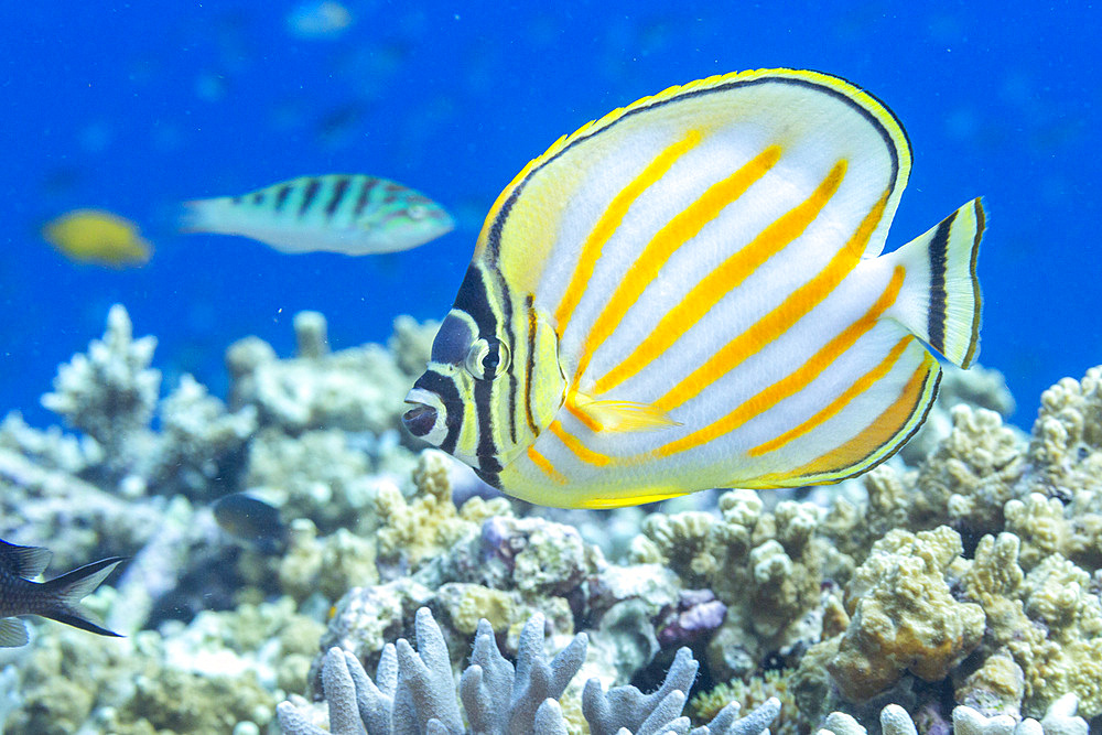 An adult ornate butterflyfish (Chaetodon ornatissimus), off Bangka Island, near Manado, Sulawesi, Indonesia, Southeast Asia, Asia