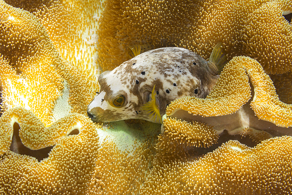 An adult blackspotted puffer (Arothron nigropunctatus), off Bangka Island, near Manado, Sulawesi, Indonesia, Southeast Asia, Asia