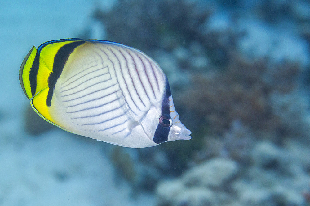 An adult vagabond butterflyfish (Chaetodon vagabundus), off Bangka Island, near Manado, Sulawesi, Indonesia, Southeast Asia, Asia