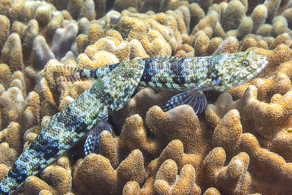 A pair of adult variegated lizardfish (Synodus variegatus), off Bangka Island, near Manado, Sulawesi, Indonesia, Southeast Asia, Asia