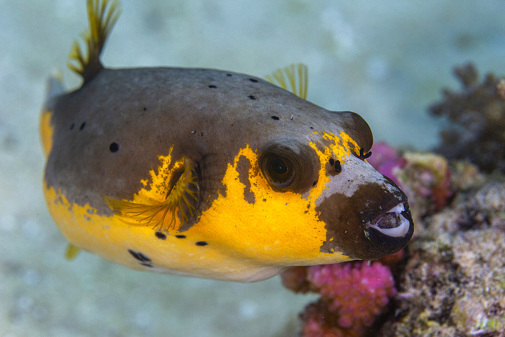 An adult blackspotted puffer (Arothron nigropunctatus), off Bangka Island, near Manado, Sulawesi, Indonesia, Southeast Asia, Asia