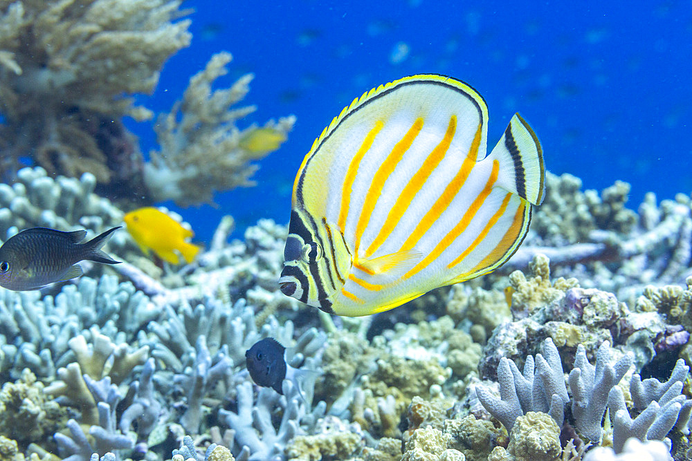 An adult ornate butterflyfish (Chaetodon ornatissimus), off Bangka Island, near Manado, Sulawesi, Indonesia, Southeast Asia, Asia