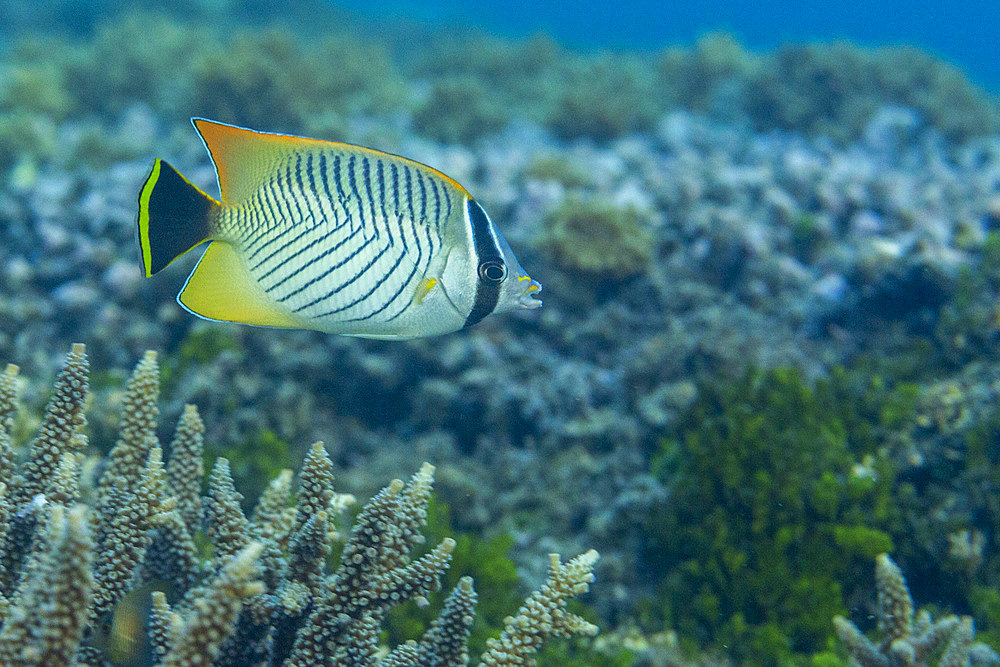 An adult chevron butterflyfish (Chaetodon trifascialis), off Bangka Island, near Manado, Sulawesi, Indonesia, Southeast Asia, Asia