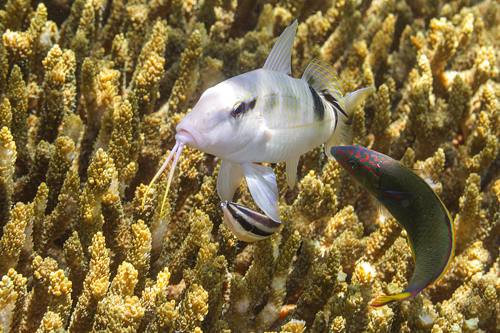 Abundant marine life in the clear waters off Bangka Island, near Manado, Sulawesi, Indonesia, Southeast Asia, Asia