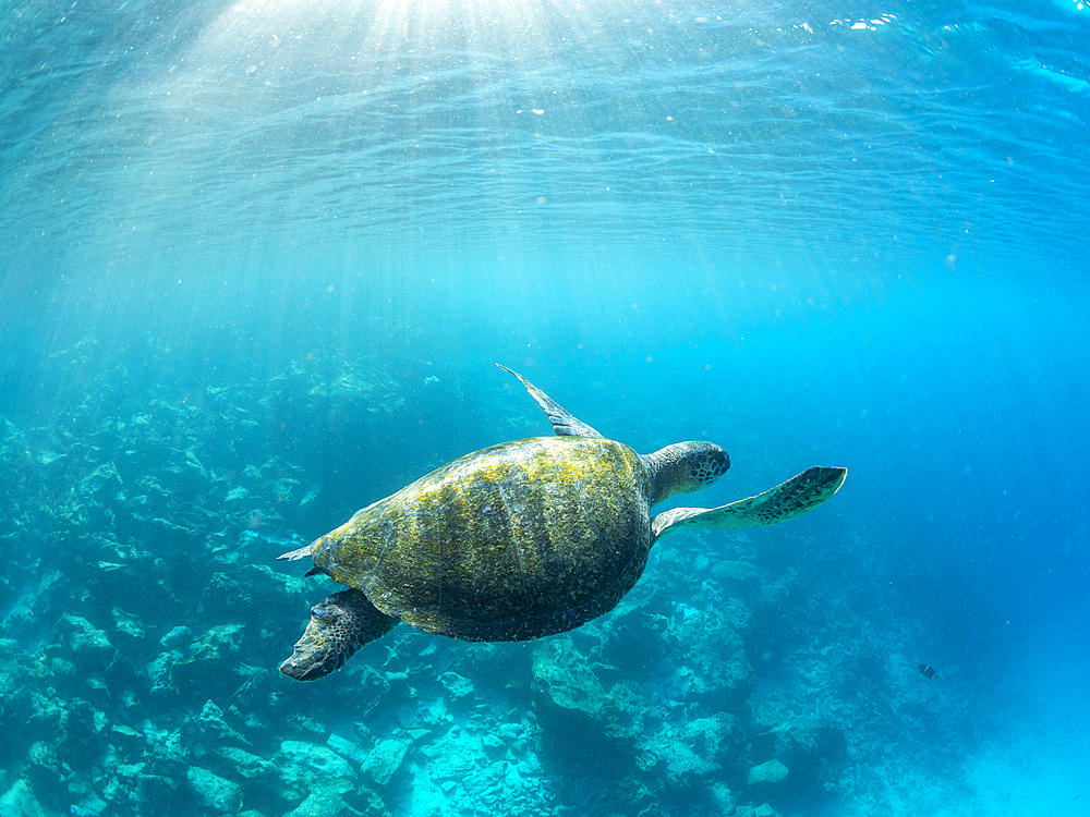 Adult green sea turtle (Chelonia mydas), surfing for air near Fernandina Island, Galapagos Islands, UNESCO World Heritage Site, Ecuador, South America