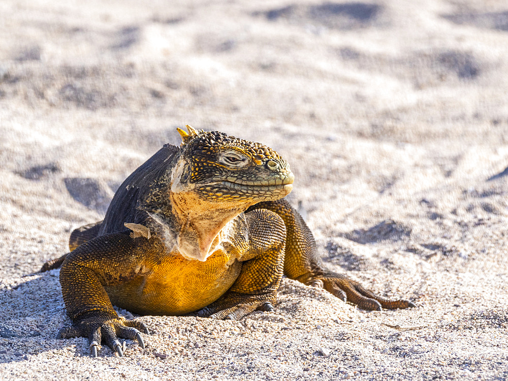 An adult Galapagos land iguana (Conolophus subcristatus), basking on North Seymour Island, Galapagos Islands, UNESCO World Heritage Site, Ecuador, South America