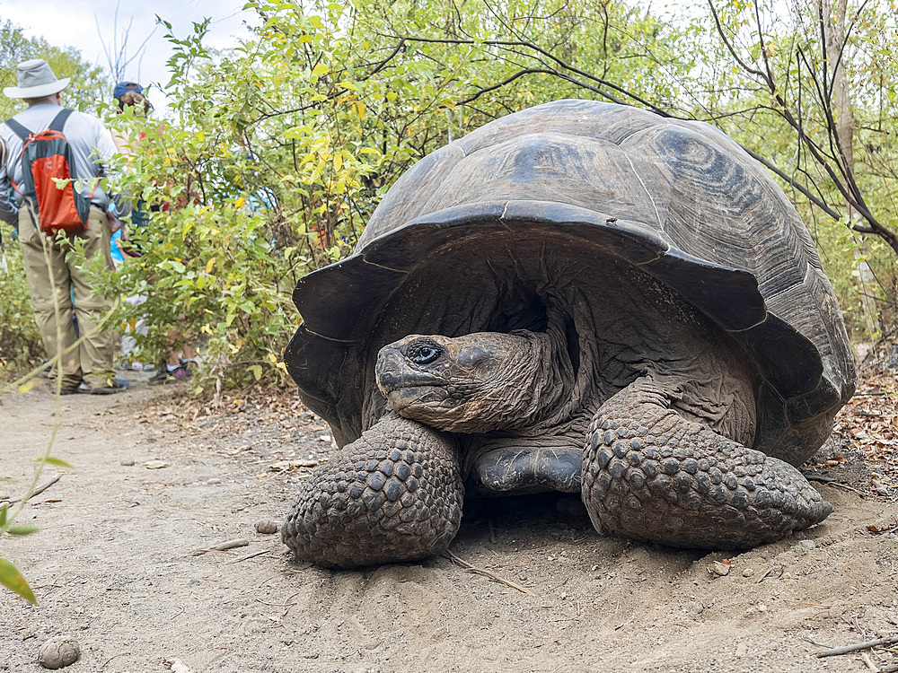 Wild Galapagos giant tortoise (Chelonoidis spp), found in Urbina Bay, Isabela Island, Galapagos Islands, UNESCO World Heritage Site, Ecuador, South America