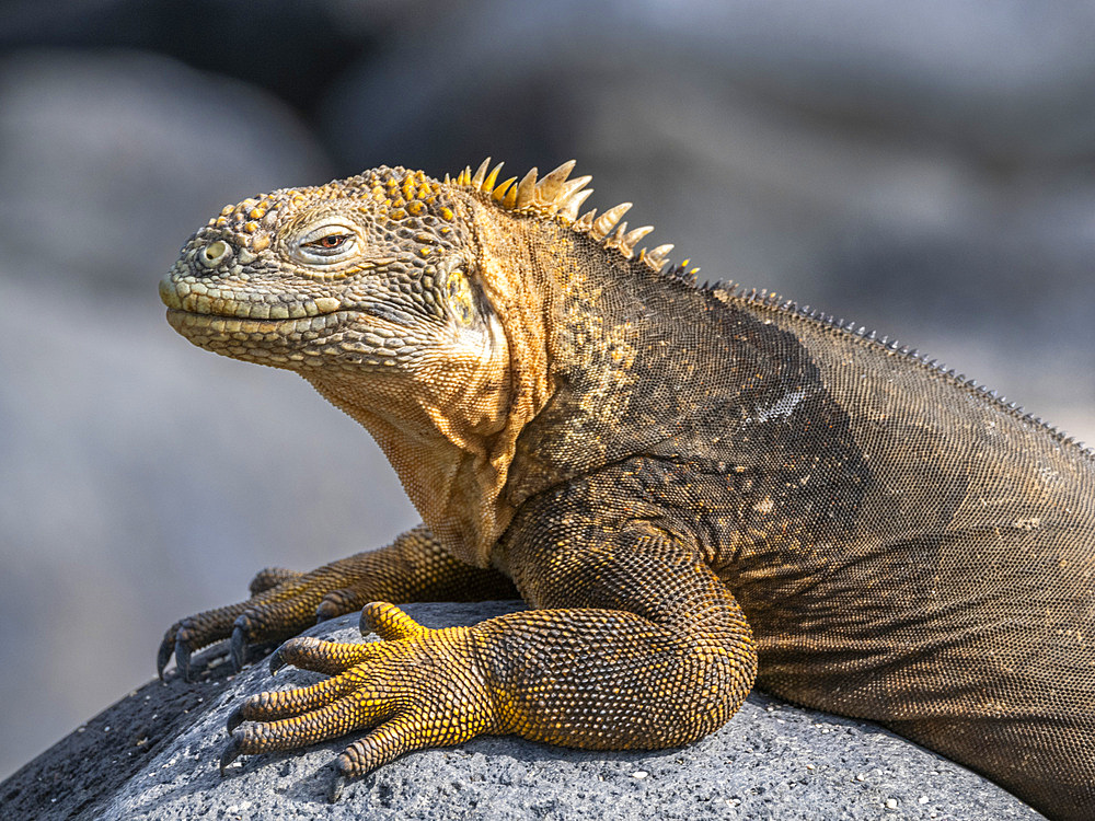 An adult Galapagos land iguana (Conolophus subcristatus), basking on North Seymour Island, Galapagos Islands, UNESCO World Heritage Site, Ecuador, South America