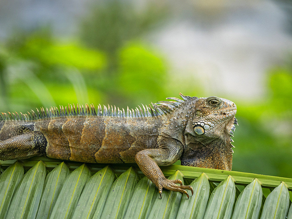 An adult male green Iguana (Iguana iguana), basking in the sun at the airport in Guayaquil, Ecuador, South America