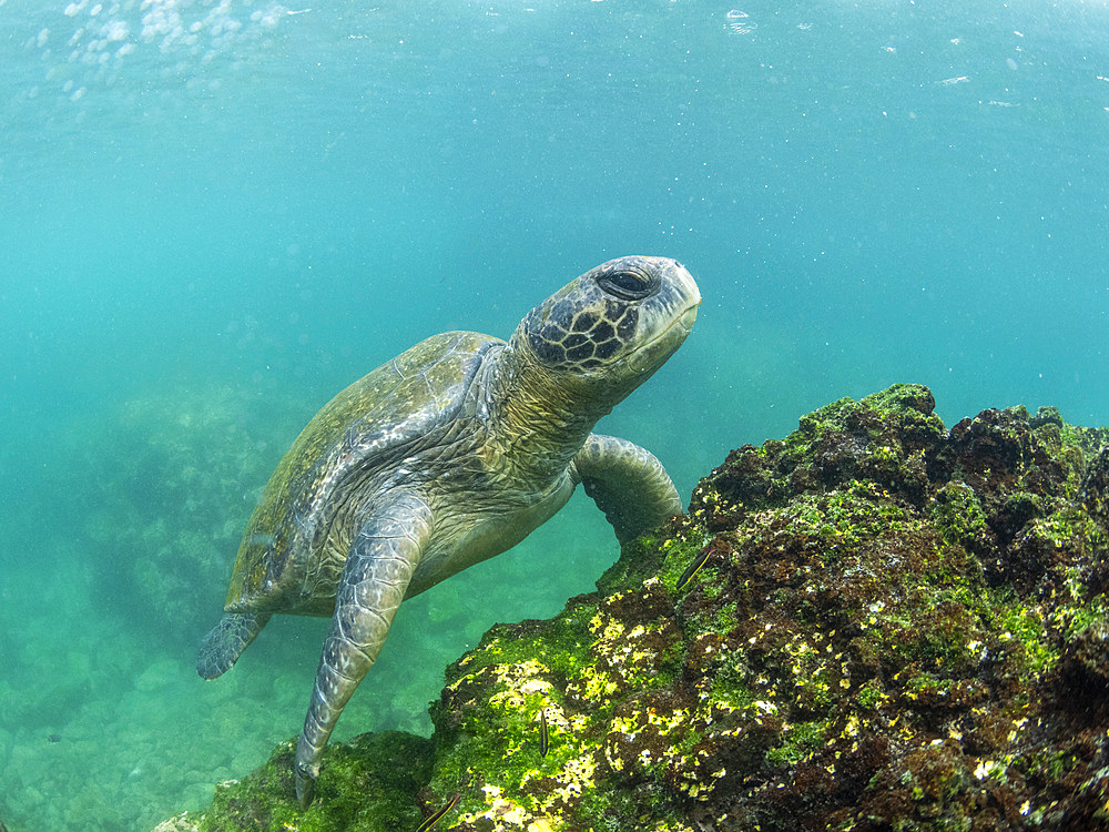 Adult green sea turtle (Chelonia mydas), feeding on algae near Fernandina Island, Galapagos Islands, UNESCO World Heritage Site, Ecuador, South America