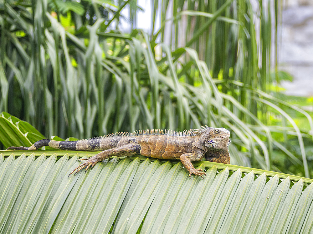 An adult male green Iguana (Iguana iguana), basking in the sun at the airport in Guayaquil, Ecuador, South America