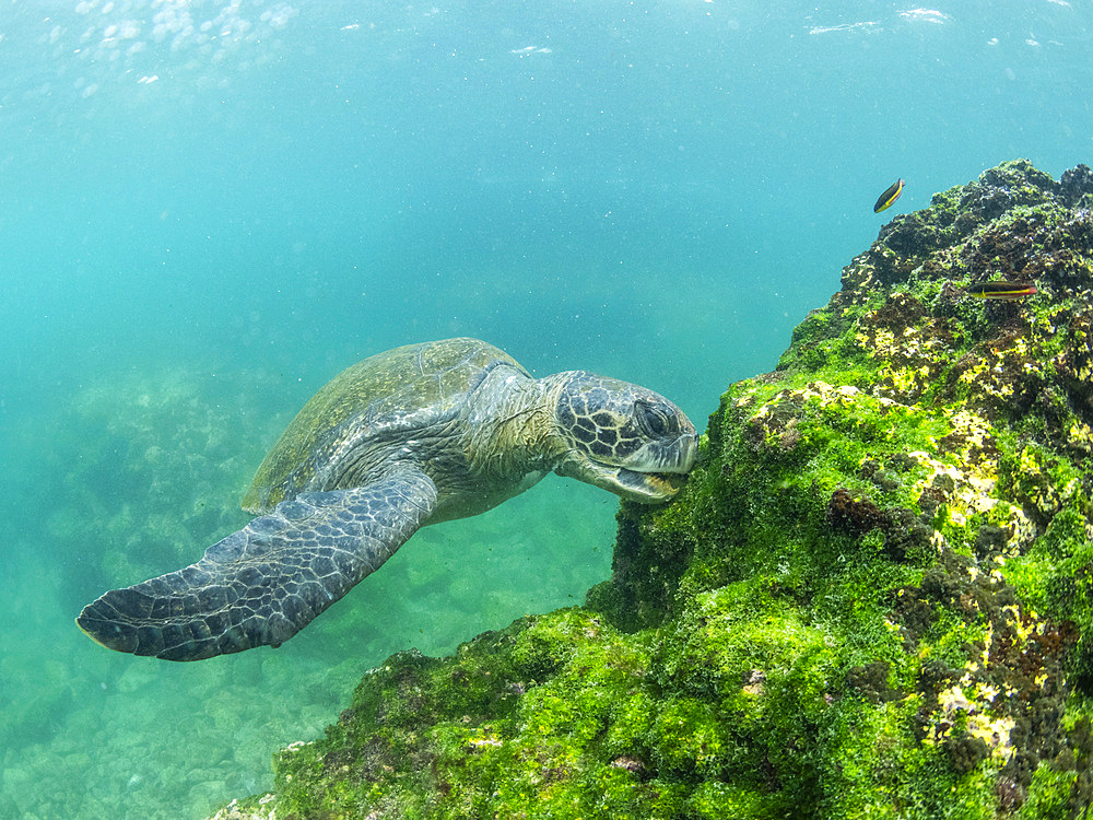 Adult green sea turtle (Chelonia mydas), feeding on algae near Fernandina Island, Galapagos Islands, UNESCO World Heritage Site, Ecuador, South America