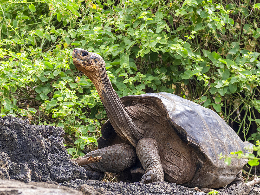 Captive Galapagos giant tortoise (Chelonoidis spp), Charles Darwin Research Station, Santa Cruz Island, Galapagos Islands, UNESCO World Heritage Site, Ecuador, South America