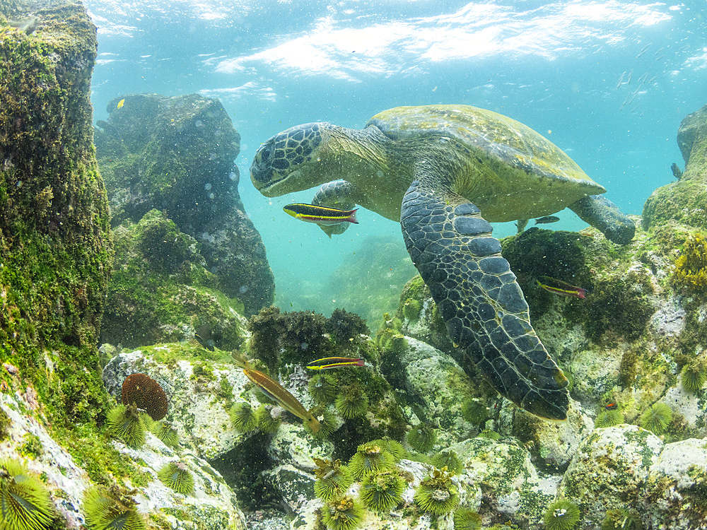 Adult green sea turtle (Chelonia mydas), feeding on algae near Fernandina Island, Galapagos Islands, UNESCO World Heritage Site, Ecuador, South America