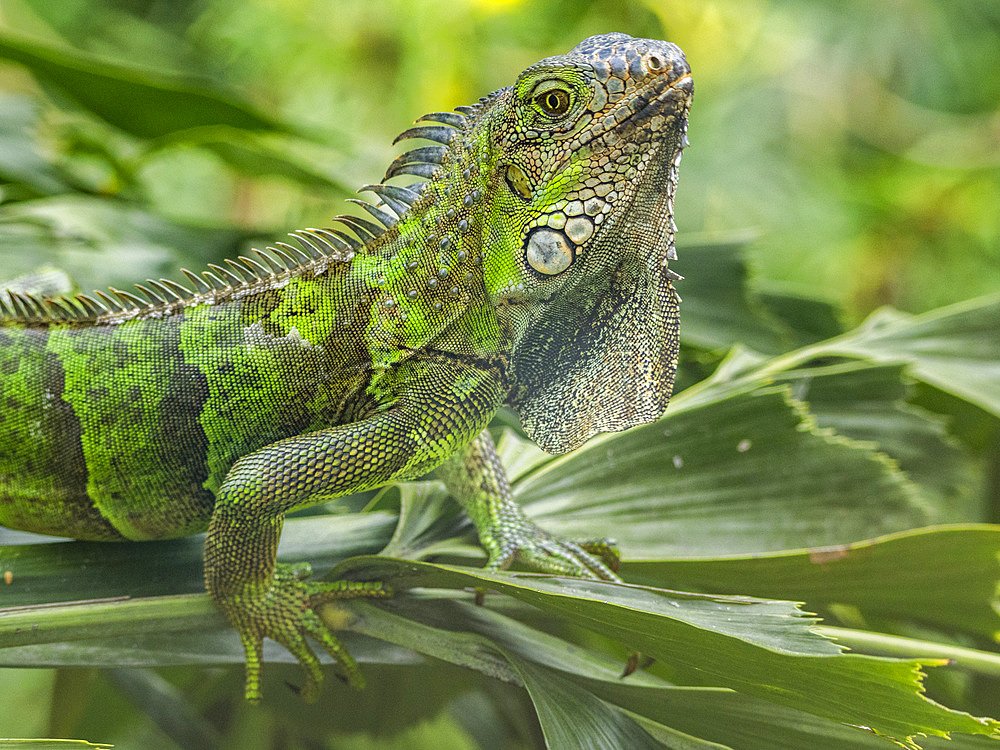 An adult male green Iguana (Iguana iguana), head bobbing in the sun at the airport in Guayaquil, Ecuador, South America