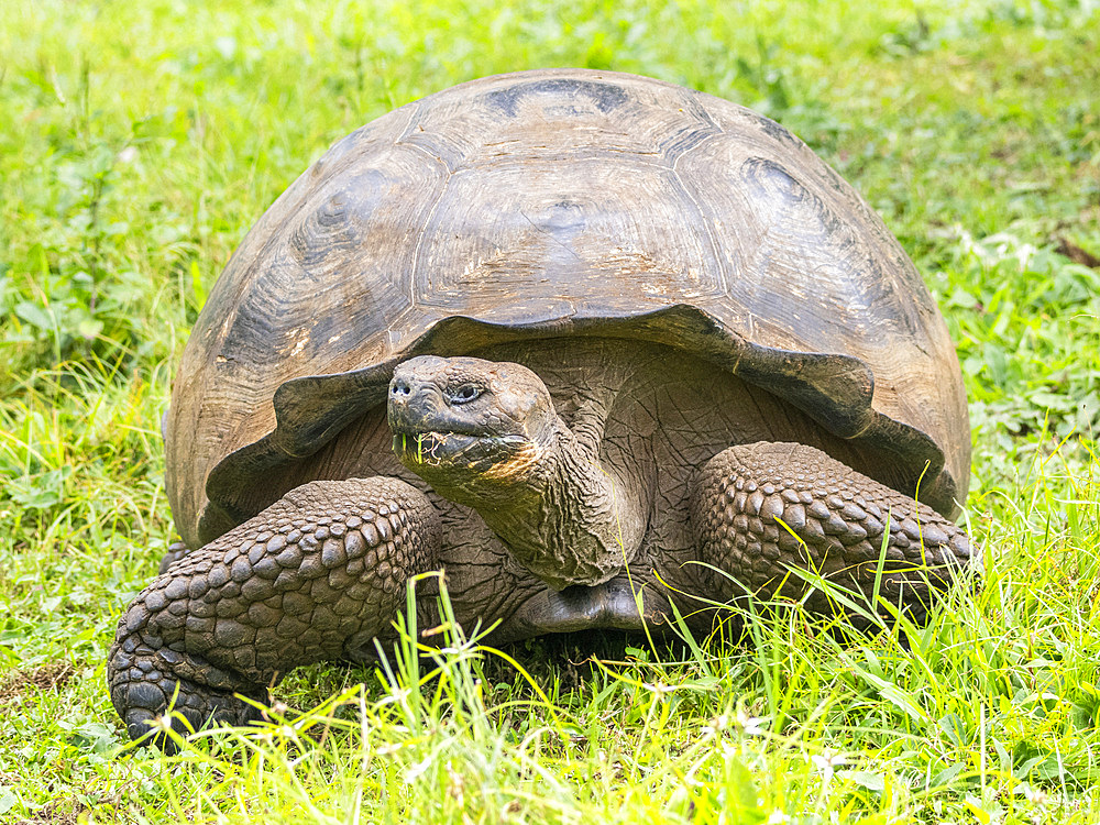 Wild Galapagos giant tortoise (Chelonoidis spp), found in Rancho Manzanillo, Santa Cruz Island, Galapagos Islands, UNESCO World Heritage Site, Ecuador, South America