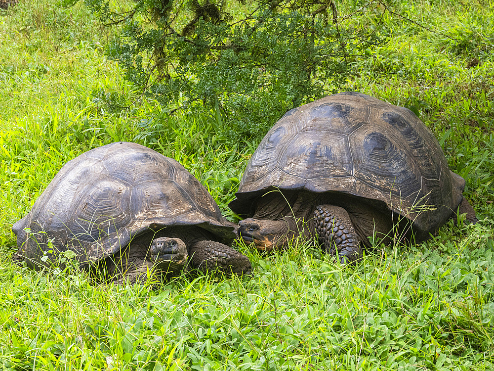 Wild Galapagos giant tortoises (Chelonoidis spp), found in Rancho Manzanillo, Santa Cruz Island, Galapagos Islands, UNESCO World Heritage Site, Ecuador, South America