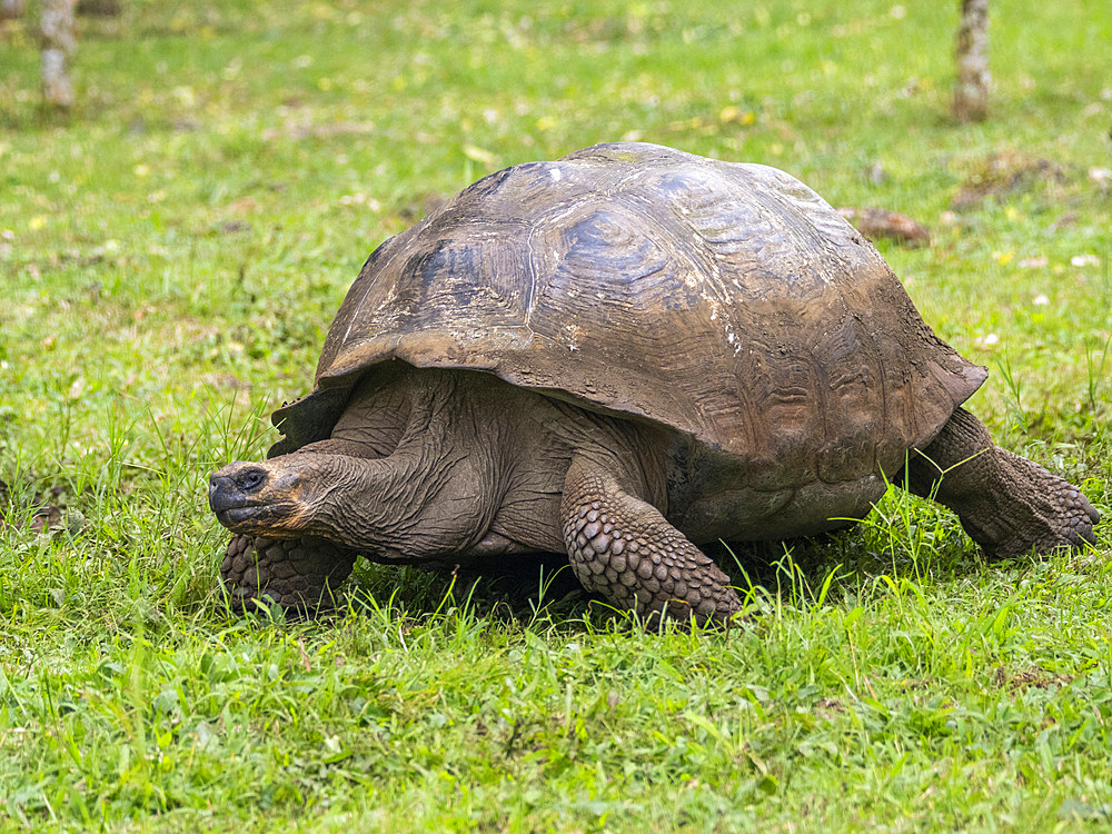 Wild Galapagos giant tortoise (Chelonoidis spp), found in Rancho Manzanillo, Santa Cruz Island, Galapagos Islands, UNESCO World Heritage Site, Ecuador, South America