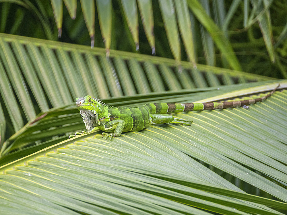 An adult male green Iguana (Iguana iguana), basking in the sun at the airport in Guayaquil, Ecuador, South America