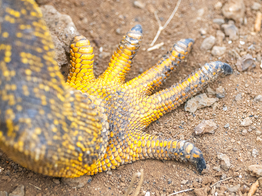 Close-up of foot of an adult Galapagos land iguana (Conolophus subcristatus), foot detail, on North Seymour Island, Galapagos Islands, UNESCO World Heritage Site, Ecuador, South America