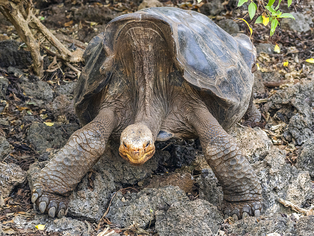 Captive Galapagos giant tortoise (Chelonoidis spp), Charles Darwin Research Station, Santa Cruz Island, Galapagos Islands, UNESCO World Heritage Site, Ecuador, South America