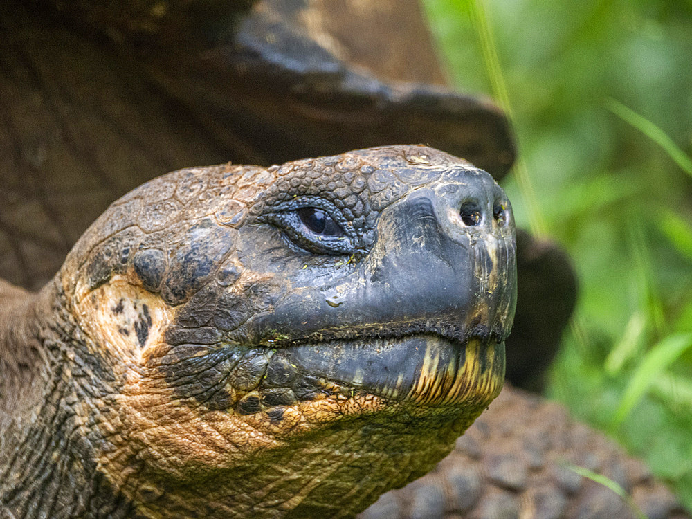 Wild Galapagos giant tortoise (Chelonoidis spp), found in Rancho Manzanillo, Santa Cruz Island, Galapagos Islands, UNESCO World Heritage Site, Ecuador, South America