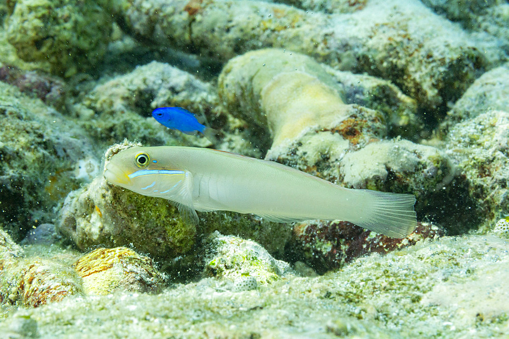 An adult bluestreak goby (Valenciennea strigata), on the reef off Kri Island, Raja Ampat, Indonesia, Southeast Asia