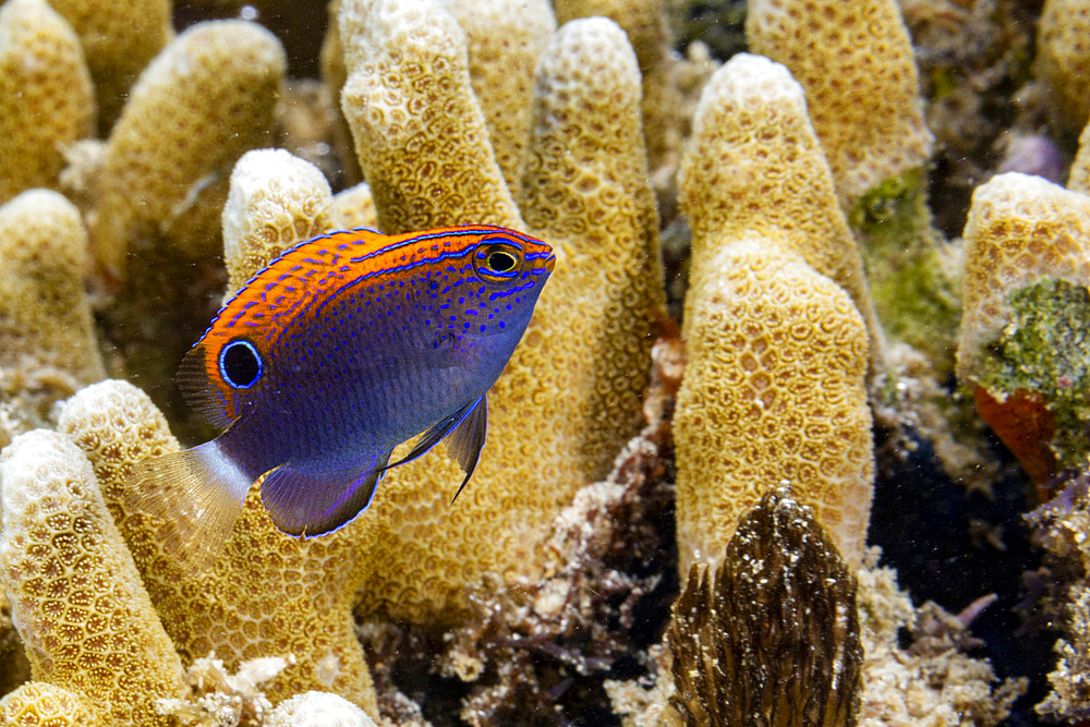 An adult speckled damsel (Pomacentrus bankanensis), off the reef on Wohof Island, Raja Ampat, Indonesia, Southeast Asia