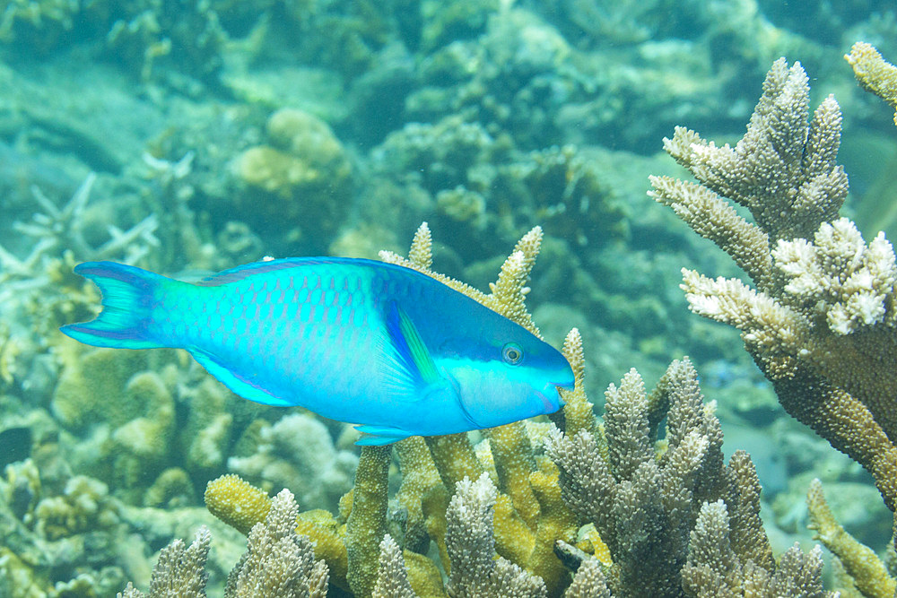 An adult darkcap parrotfish (Scarus oviceps), off the reef on Kawe Island, Raja Ampat, Indonesia, Southeast Asia