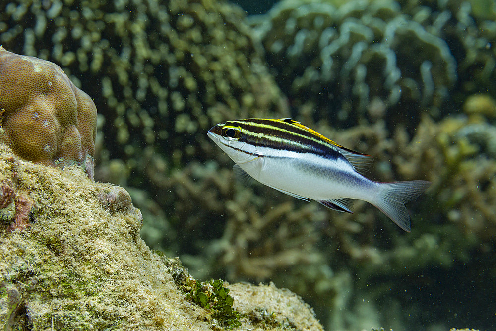 An adult bridled monocle bream (Scolopsis bilineata), off the reef on Bangka Island, near Manado, Indonesia, Southeast Asia