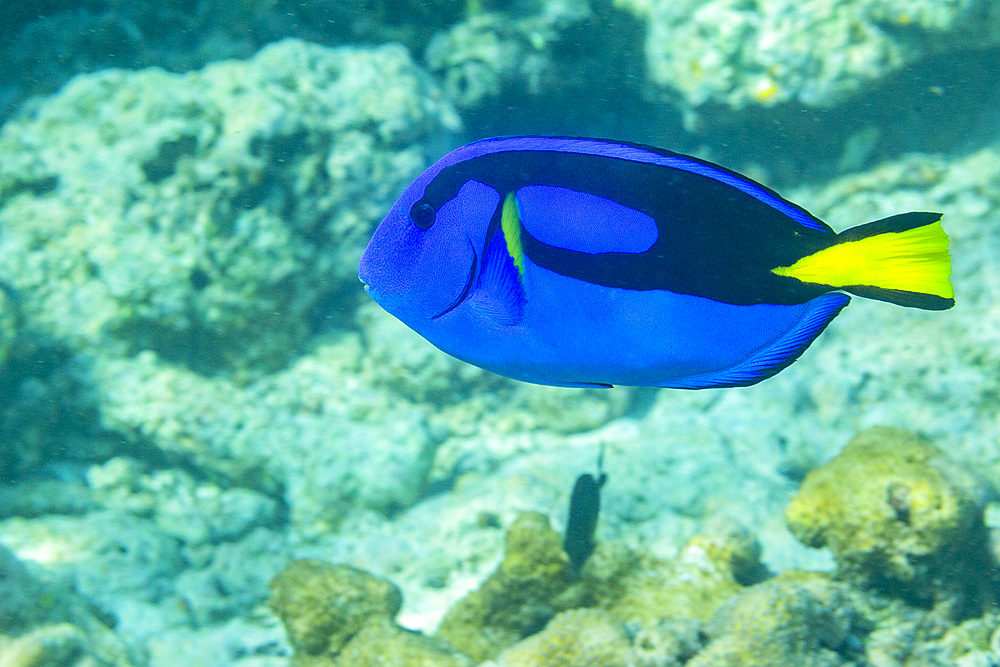 An adult palette tang (Paracanthurus hepatus), off Arborek Reef, Raja Ampat, Indonesia, Southeast Asia